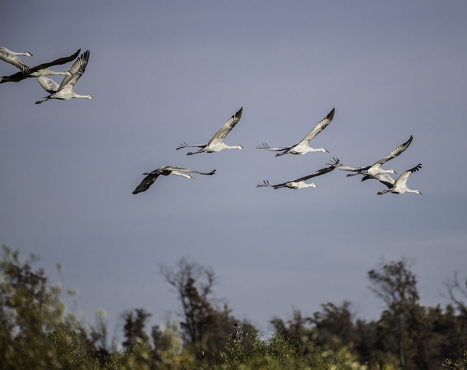 Group of Sandhill cranes flying towards the nesting site