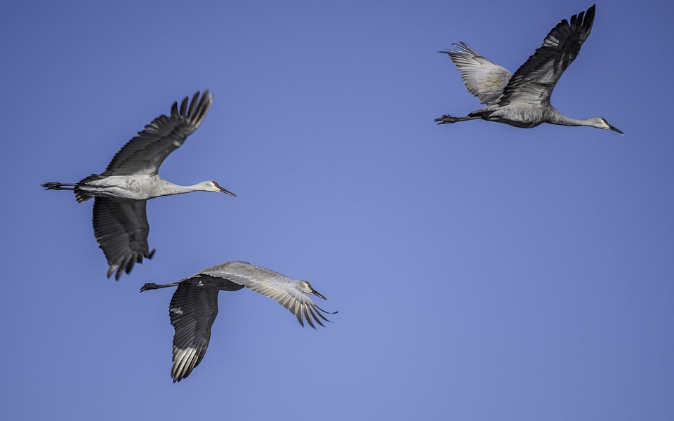 Three Majestic Cranes in Flight