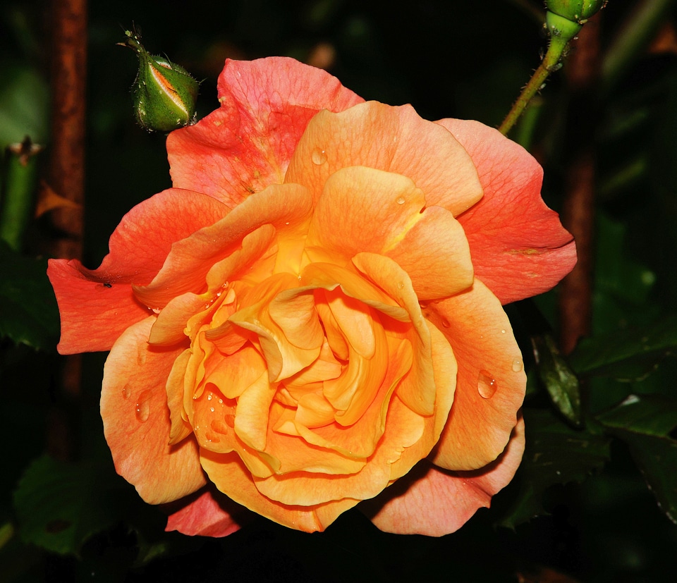 Bloom close up orange