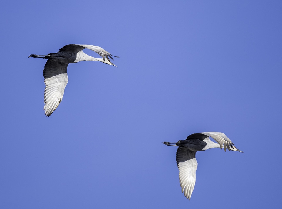 Two Cranes Flying in a line
