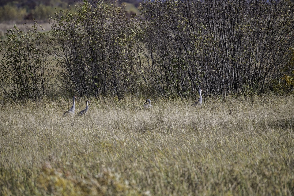 Cranes in the tall grass at Crex Meadows