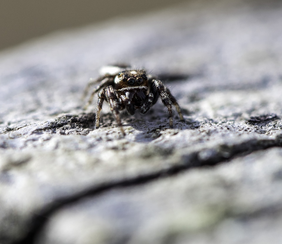 Front of small spider with eyes macro