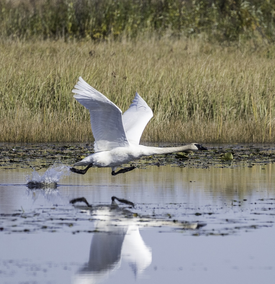 Swan Taking Off over the Pond