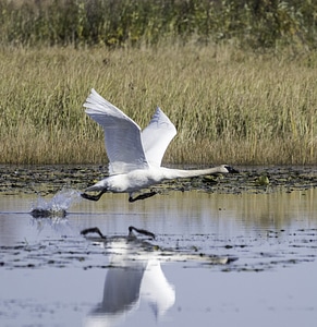 Swan Taking Off over the Pond