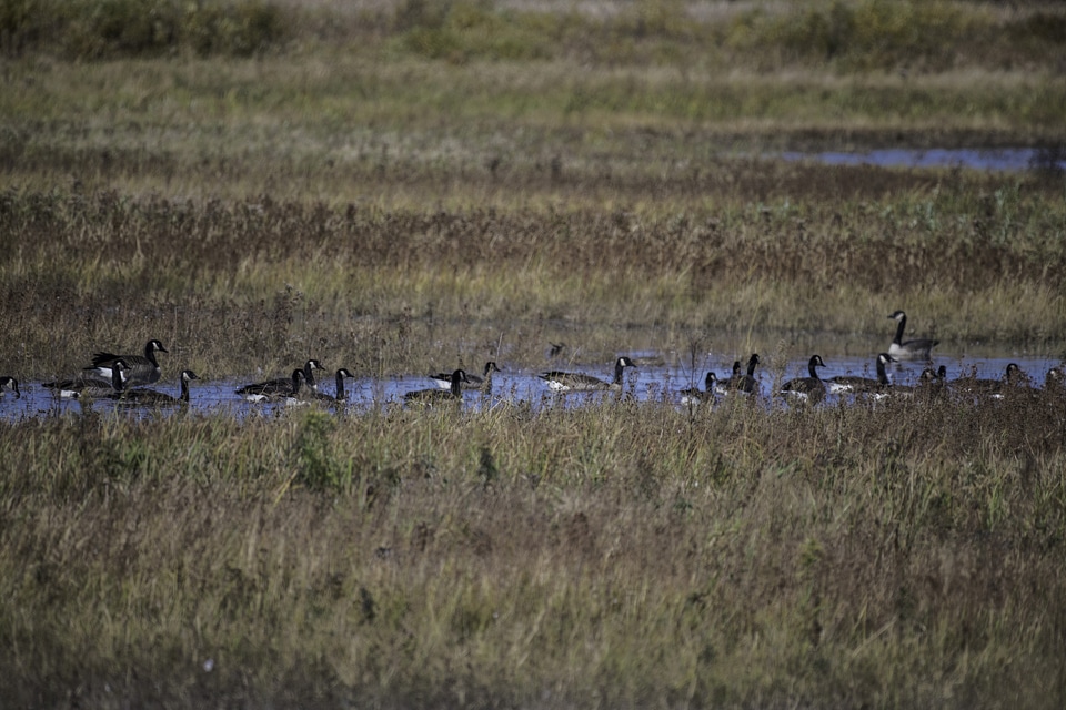 Geese swimming in a channel at Crex Meadows