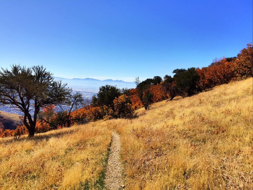 Hiking Path on the mountainside into the trees