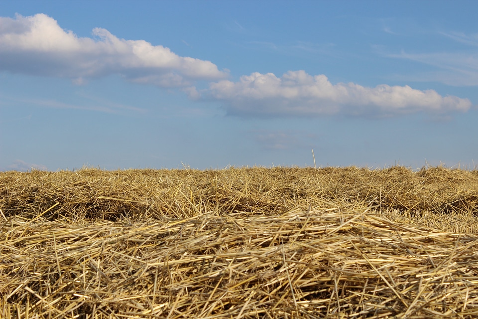 Field harvest straw