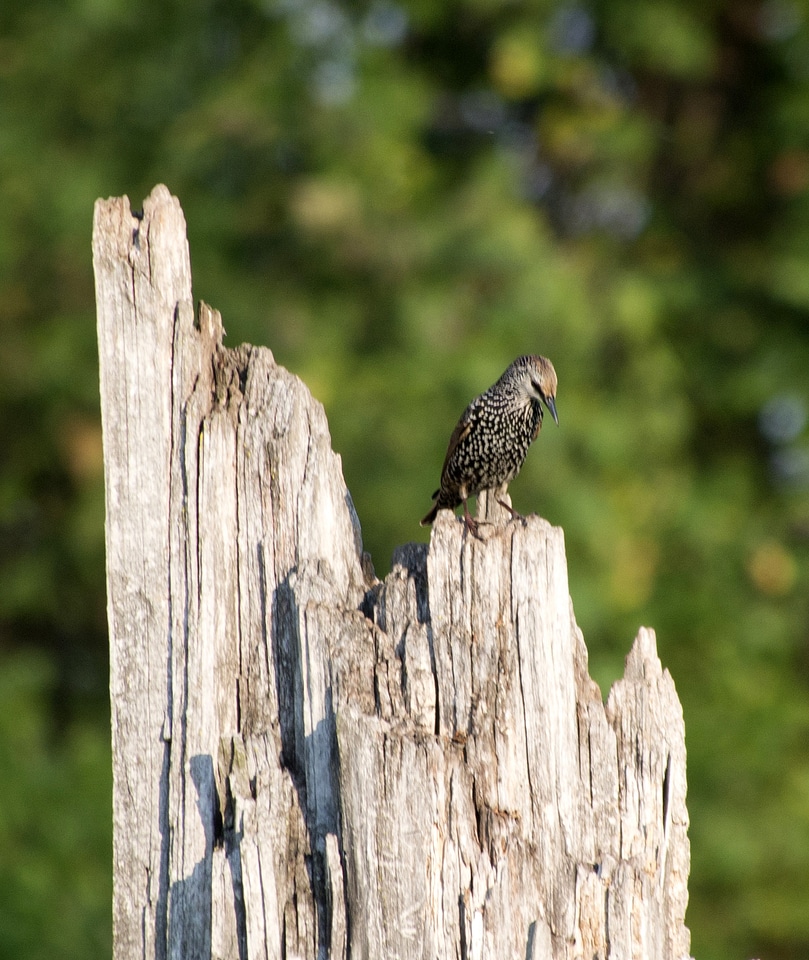 European Starling on a tree stump