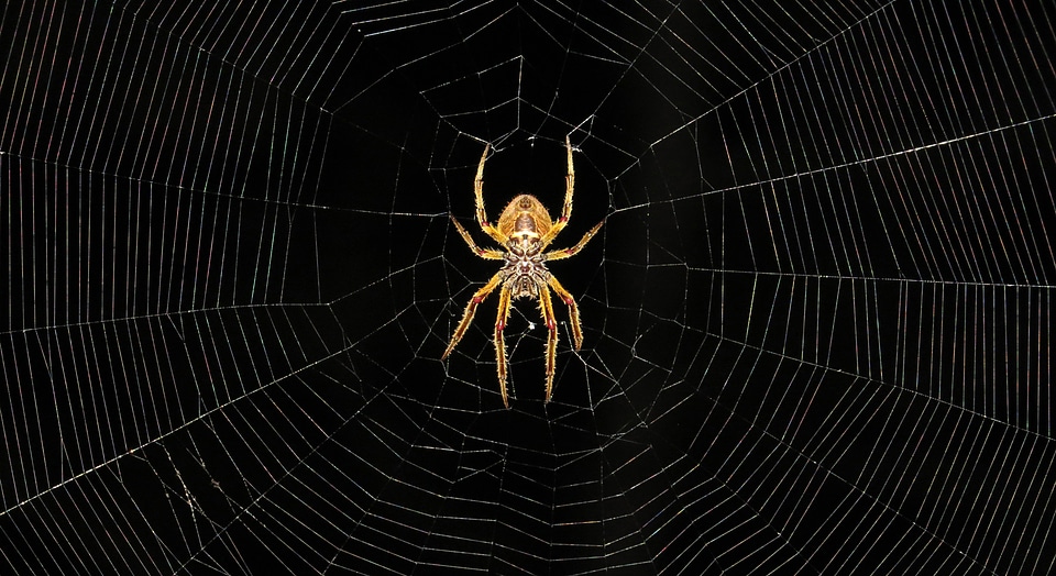 Large Spider in the middle of web photo