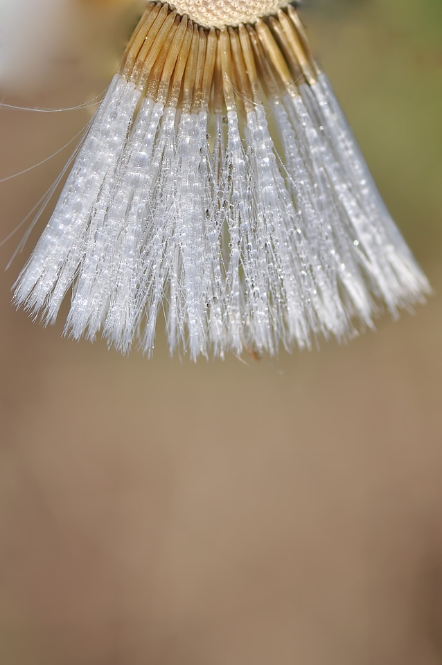 Mature fruit owocostan