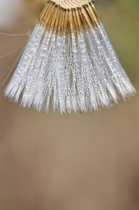 Mature fruit owocostan