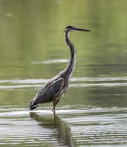 Heron Standing up in the water photo