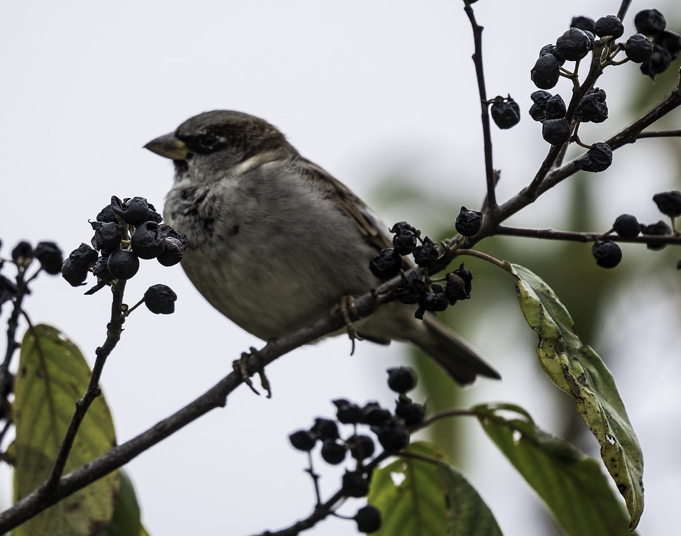 Small Bird on a Branch