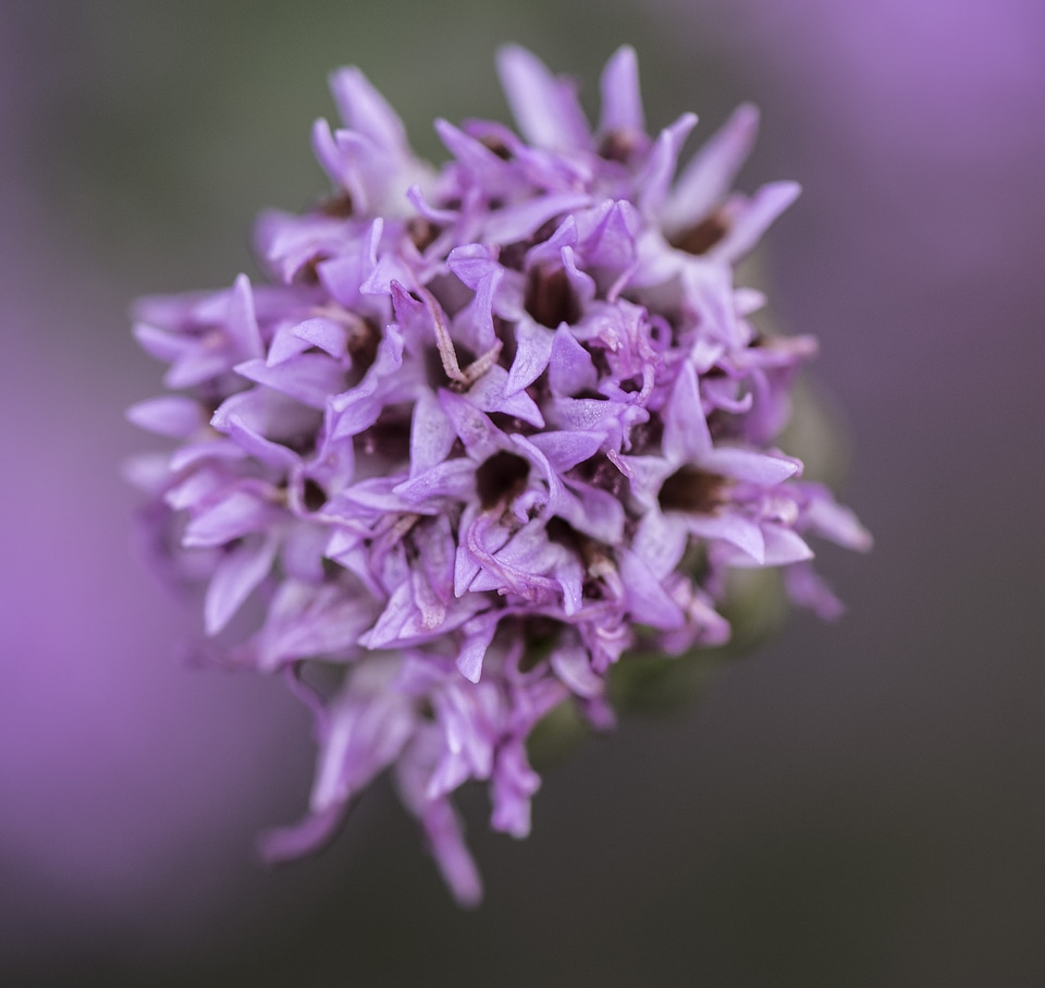 Purple flowers of the Appalachian Blazing Star