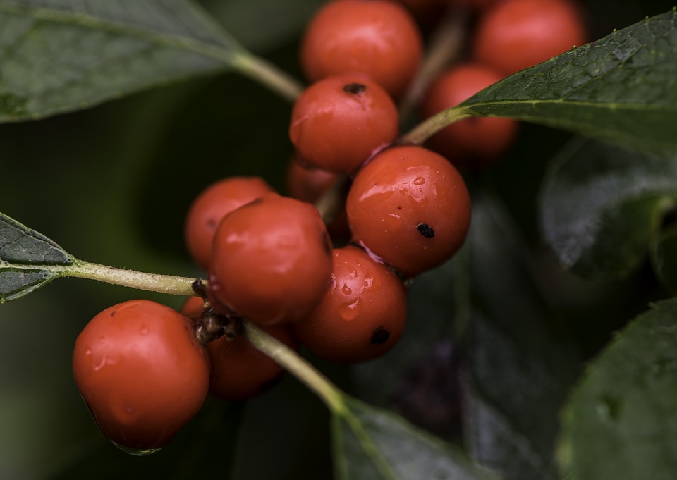 Macro close-up of berries