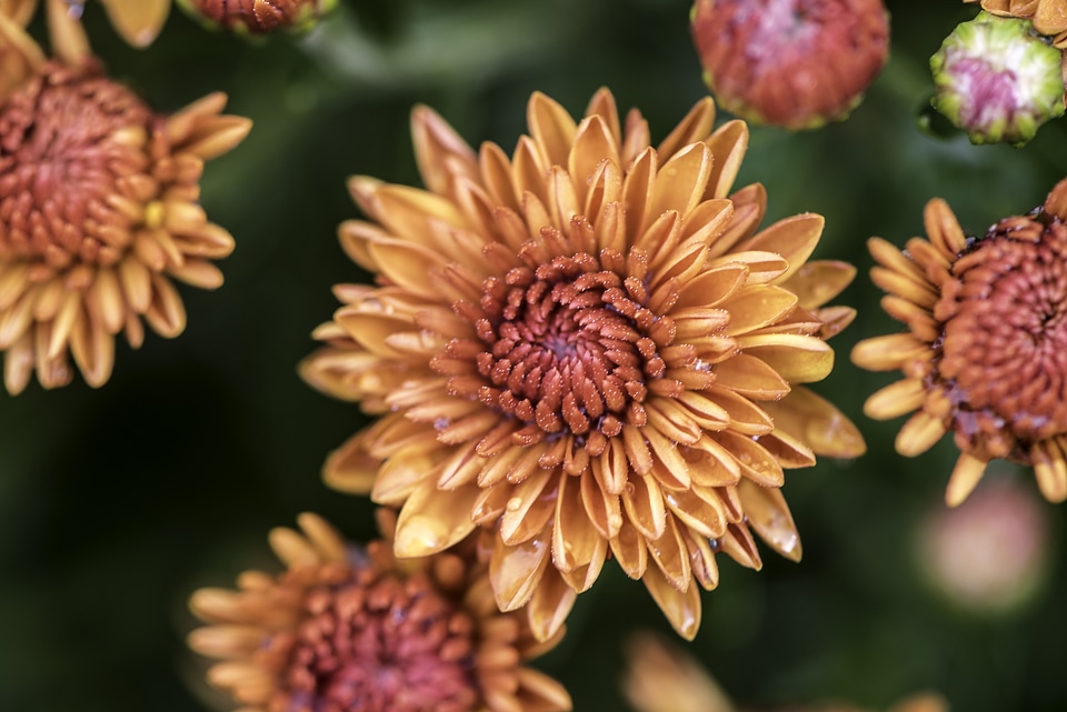 Orange flowers in full Bloom