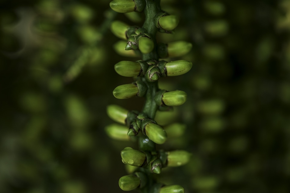 Seed pods hanging from a tree
