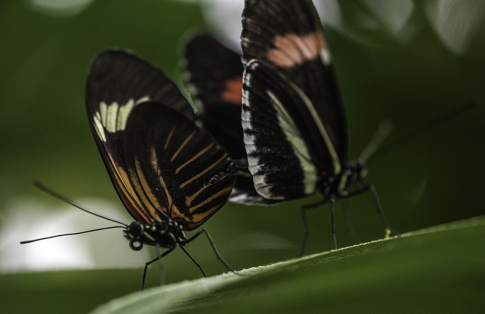Butterfly Mating Action