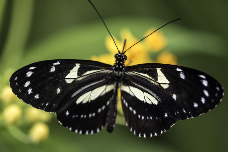 Butterfly with wings wide open