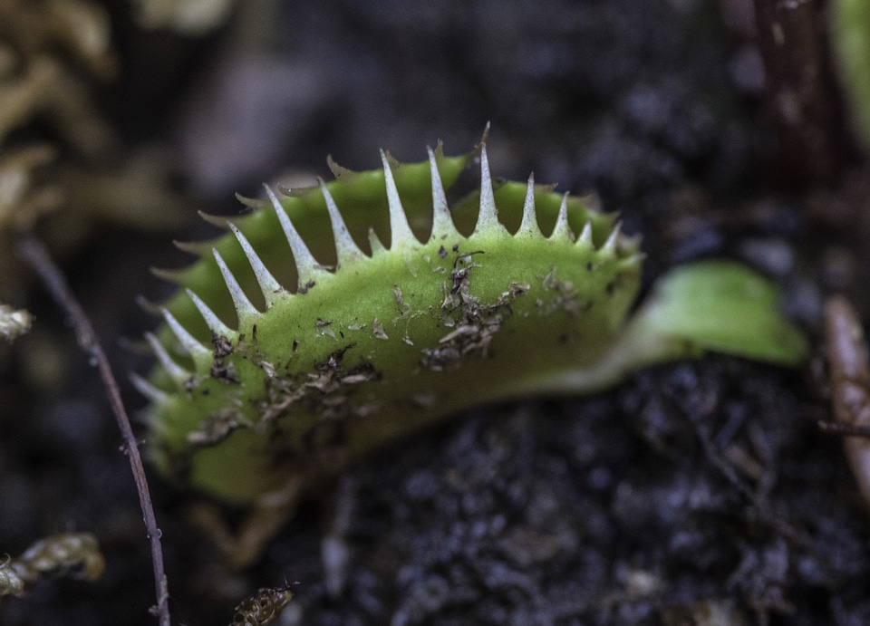 Venus Fly Trap Close-up