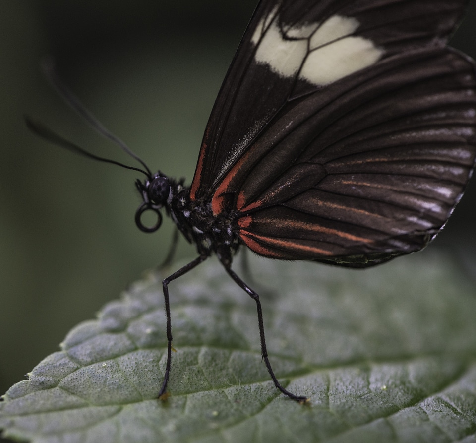 Closeup of black and red Butterfly