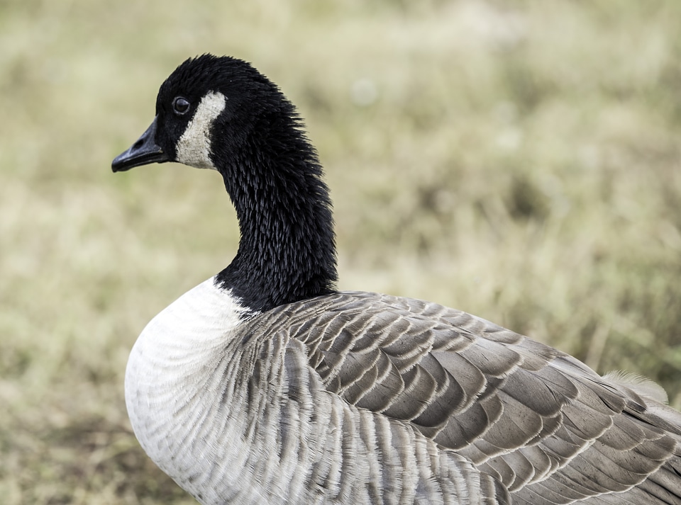 Close up of head and body of Canadian Goose