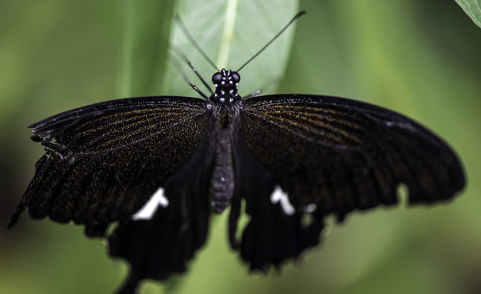 Black Butterfly on a leaf
