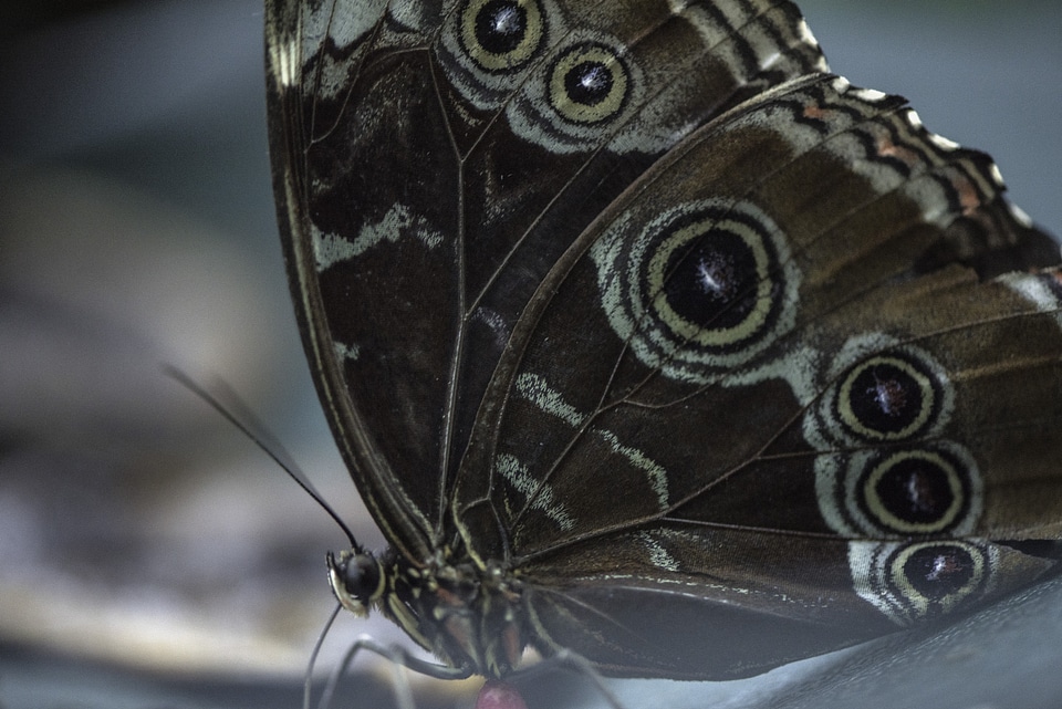 Blue and black winged butterfly