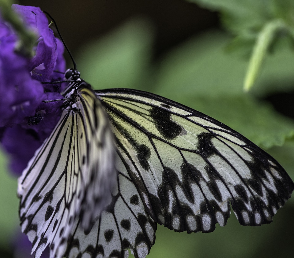 Yellow and Black Butterfly on flower flapping its wings photo