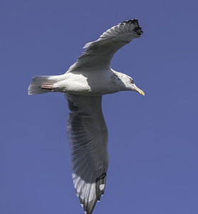 Seagull in flight photo