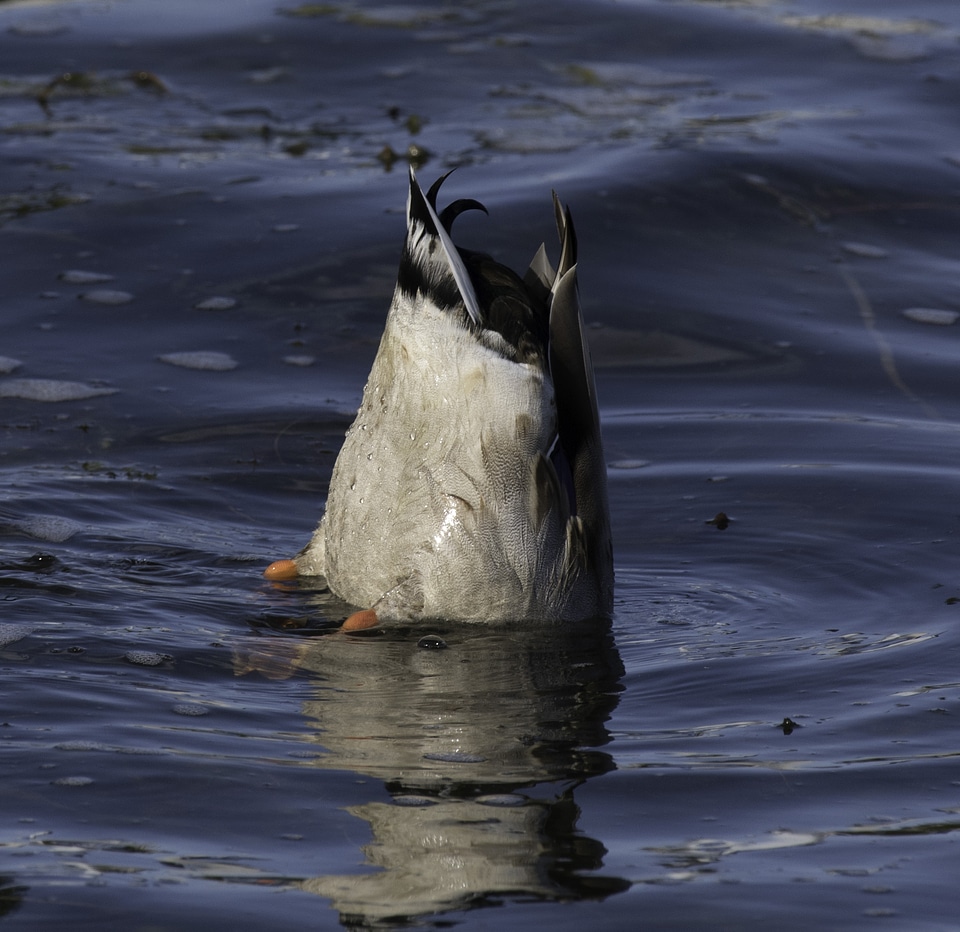 Duck sticking its butt into the air while looking for food