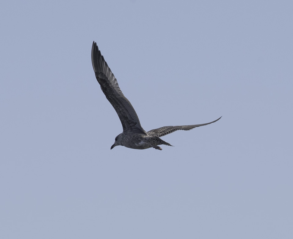 Black Seagull in flight