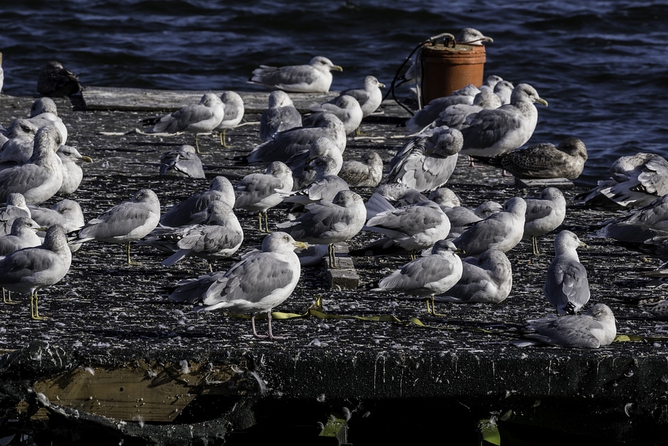 Several Seagulls on the Pier