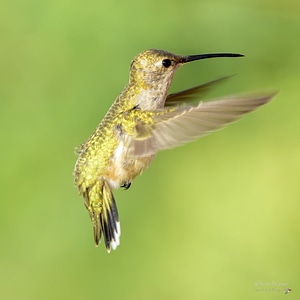 Small Hummingbird flapping its wings photo