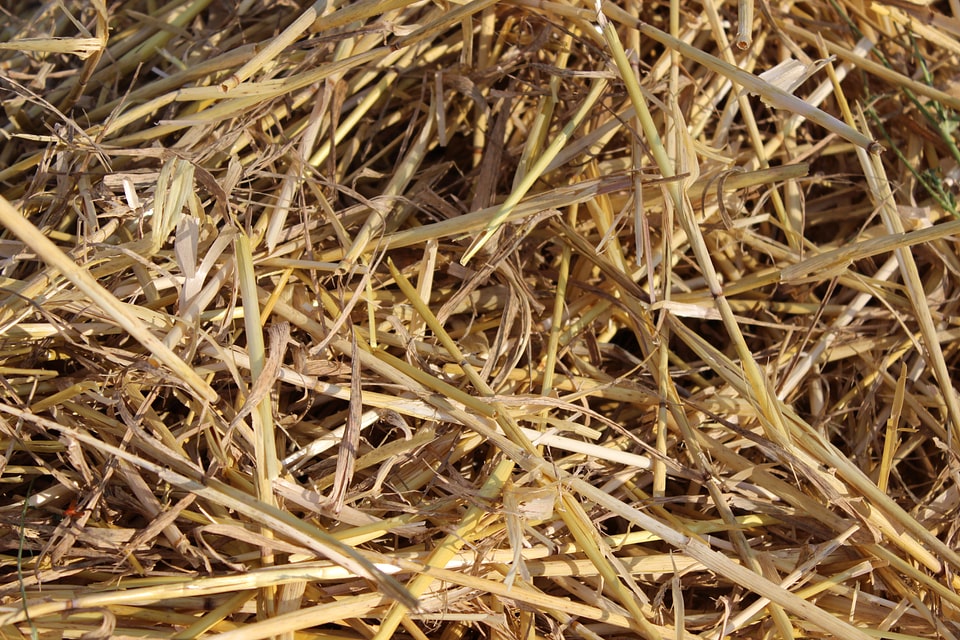 Straw field harvest