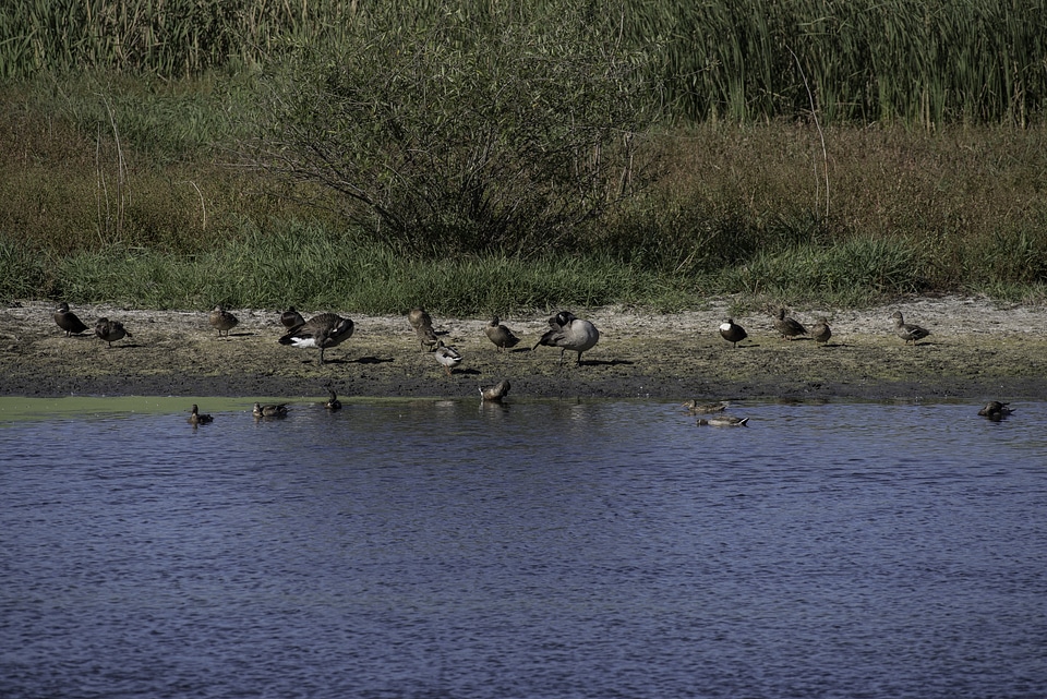 Birds on the other side of the shore