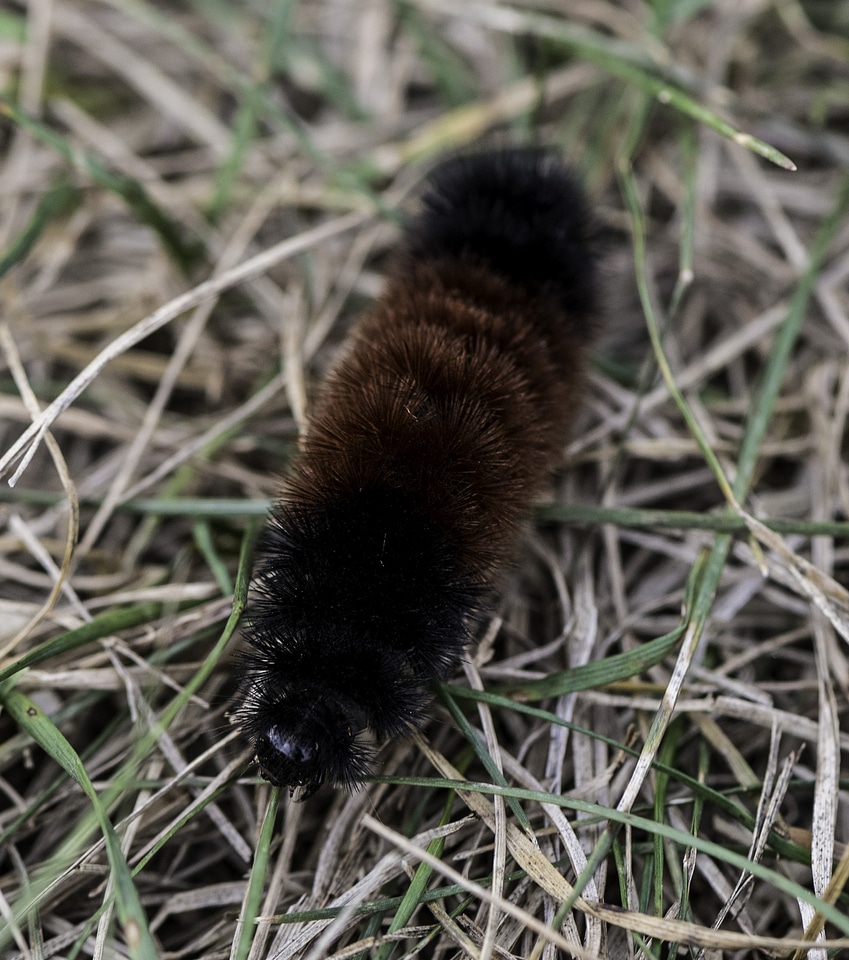 Furry Caterpillar crawling on the ground