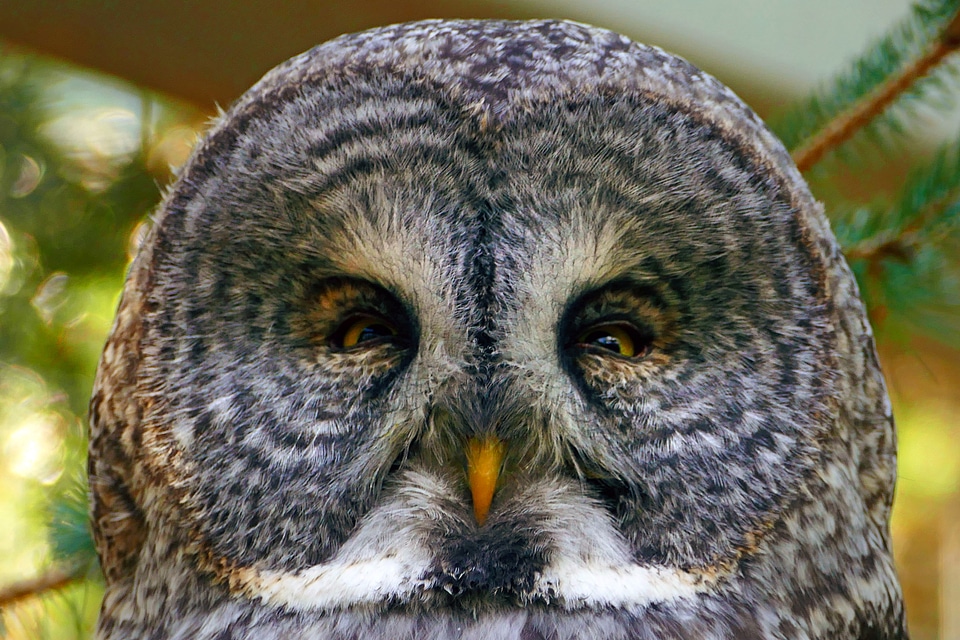 Great Grey Owl face