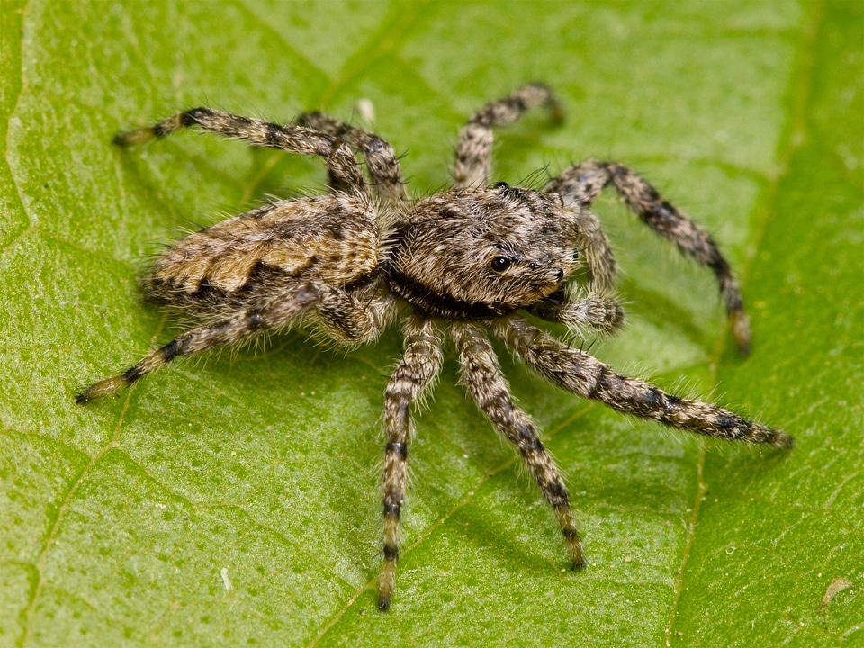 Arachnid hairy animal