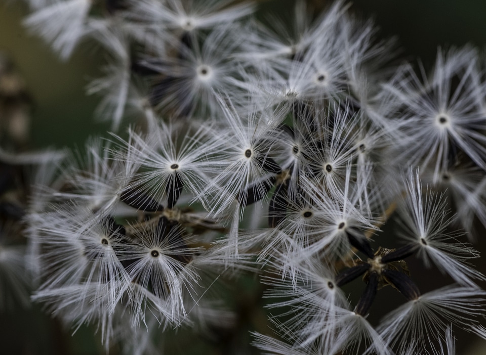 Blooming White Seeds on a plant