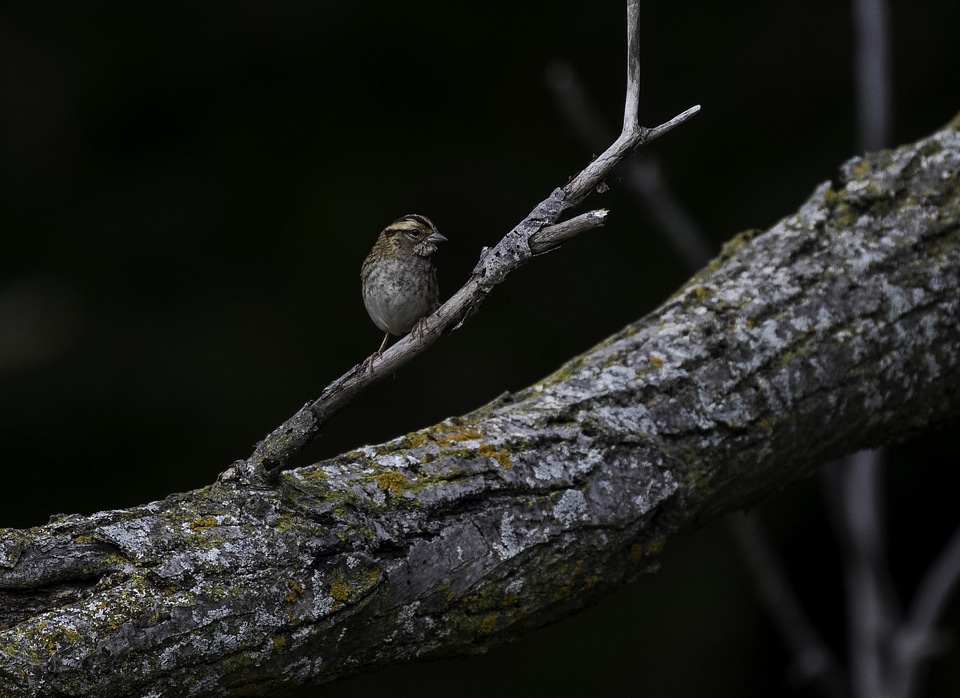 Small Bird standing on a branch