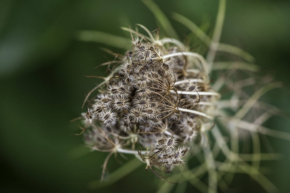 Seeds in a Wildflower Pod
