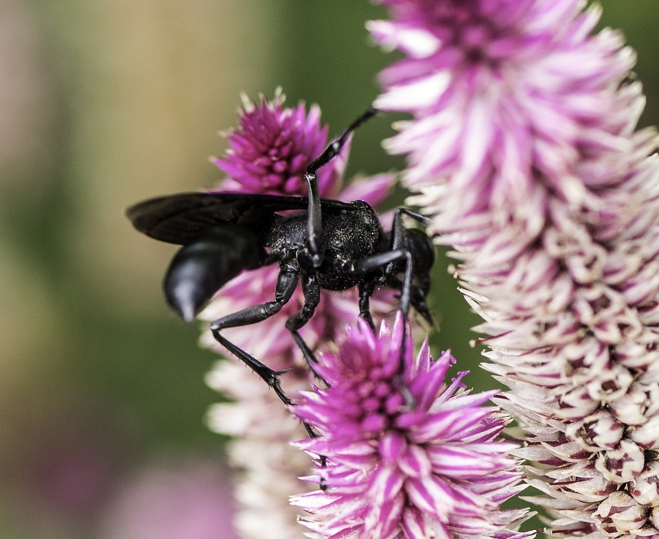 Black Wasp on purple flowers