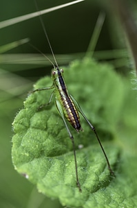 Grasshopper on green leaf photo