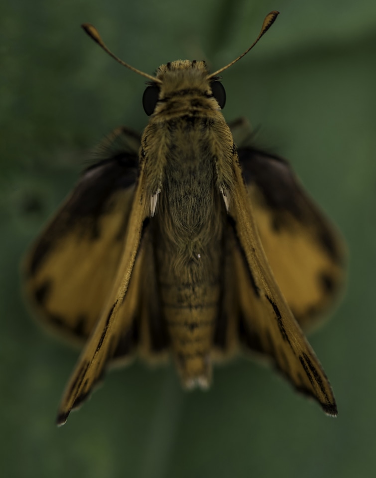 Macro shot of a moth