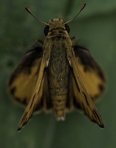 Macro shot of a moth photo