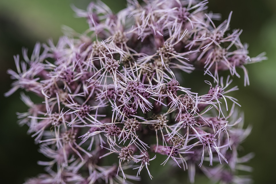 Purple Flowers Group with stringy lines