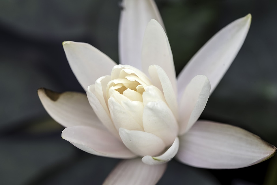 White Flower petals in a blooming flower