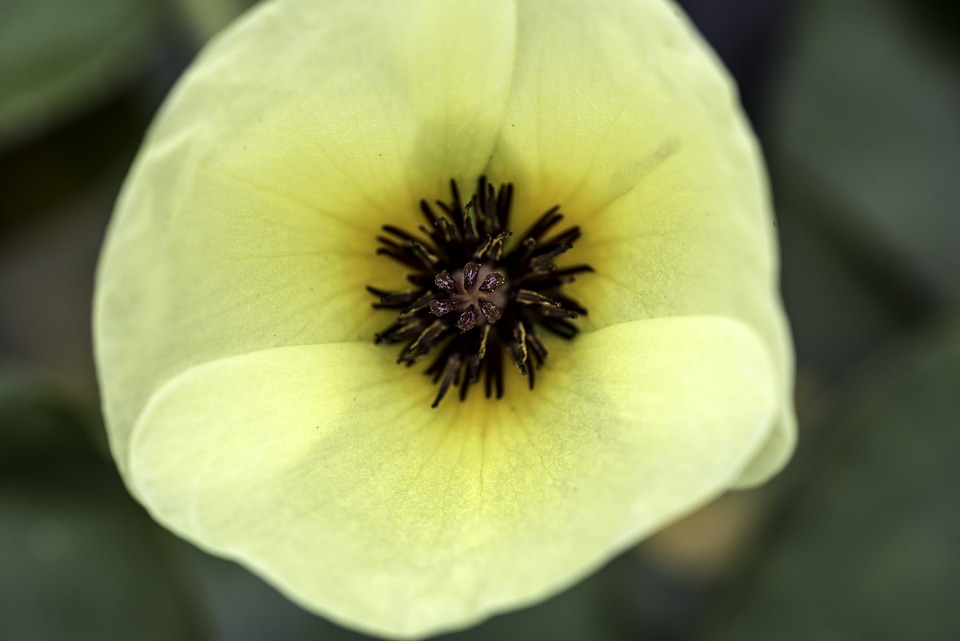 Yellow flower with a dark core