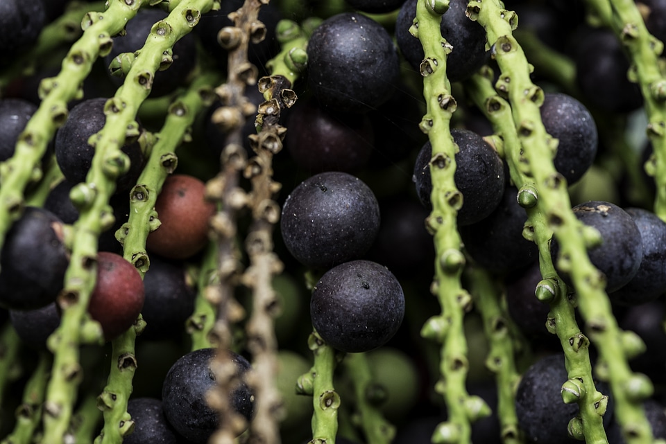 Fishtail Palm fruits and seeds